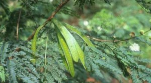 daun-petai-cina