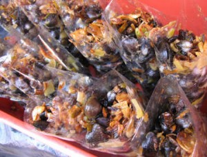 pensi-tumis-maninjau