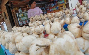 petani bingkuang sumatera barat