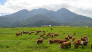 sapi di padang mangateh