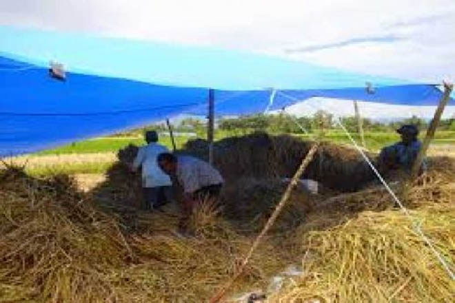 Makan Bajamba dan Mairiak Padi