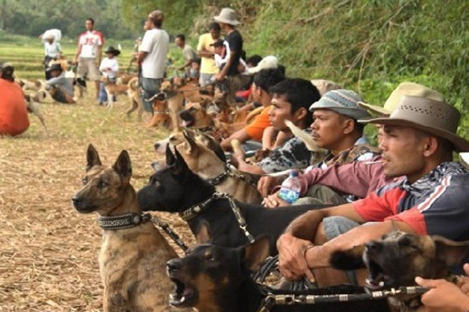 Buru Babi di Ranah Minang, Antara Hobi dan Tradisi