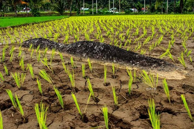 Legenda Batu Bangkai di Solok Selatan, Kisah Lain Si Anak Durhaka