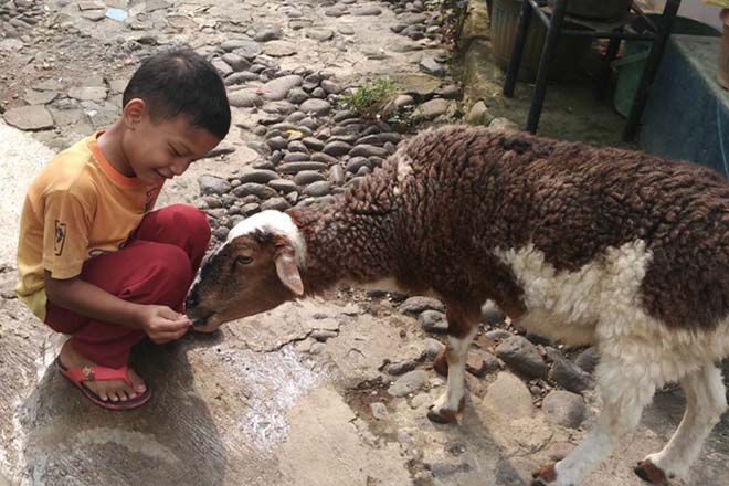 Unik! Kambing di Bogor Doyan Makan Uang dan Rendang