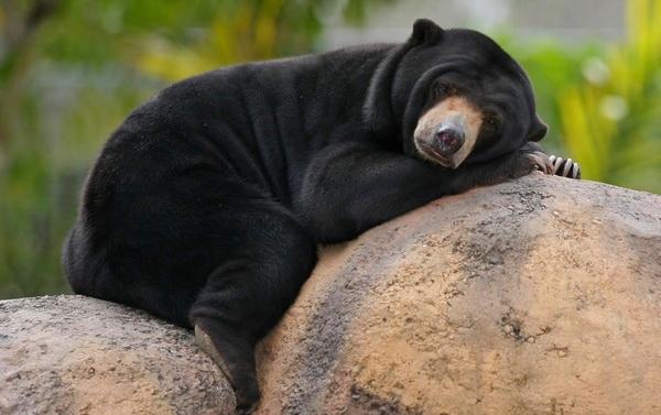 Daging Beruang di Rendang, Orang Riau ini Ditangkap Polisi