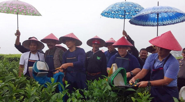 Awal Tahun 2019 Mitra Kerinci Gelar Wiwitan Petik Teh di Solok Selatan