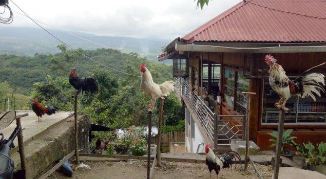 Keistimewaan Ayam Kokok Bertingkat Khas Solok, Hingga Jutaan Rupiah