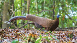 Kuau Raja Burung-Besar-Berbulu-Indah-2