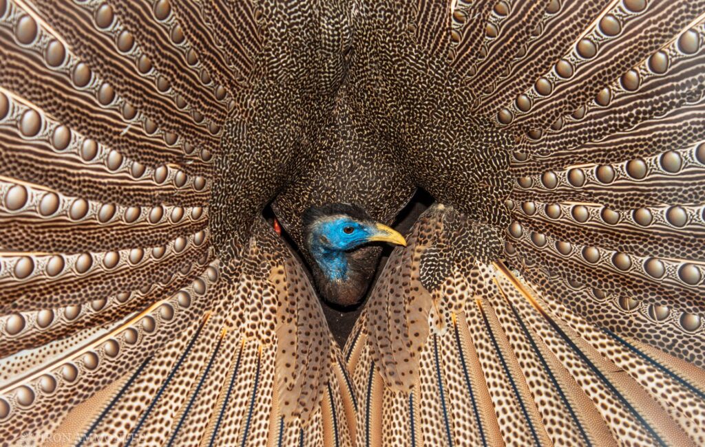 kuau raja burung endemik dari sumatera barat