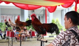 Ayam Kukuak Balenggek Kebanggaan Minangkabau Punya Bersuara Merdu
