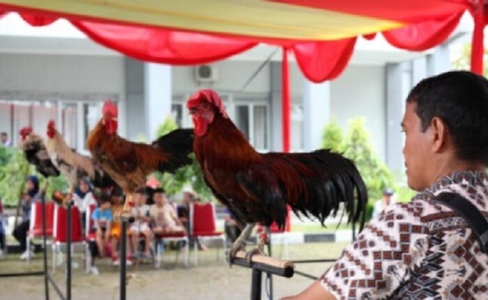 Ayam Kukuak Balenggek Kebanggaan Minangkabau Punya Bersuara Merdu