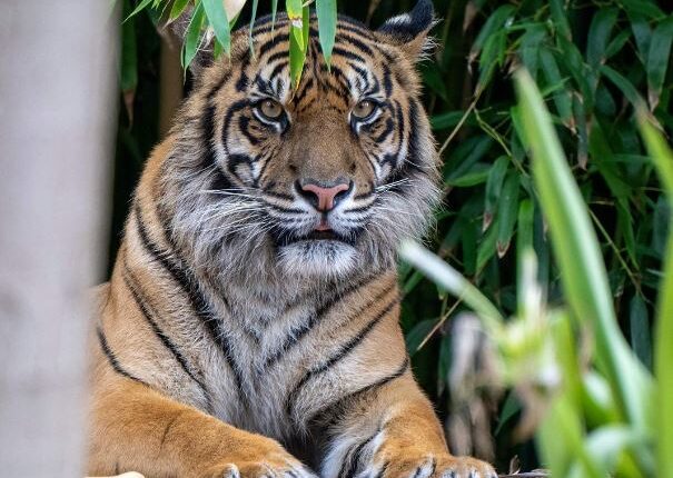 Mengenal Inyiak Balang dalam Kepercayaan Masyarakat Minang