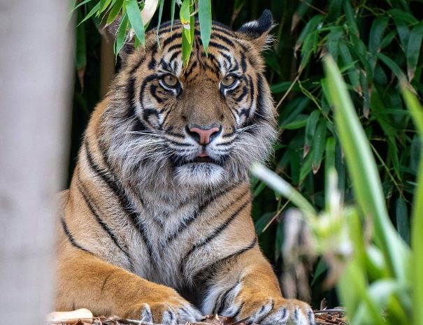 Mengenal Inyiak Balang dalam Kepercayaan Masyarakat Minang