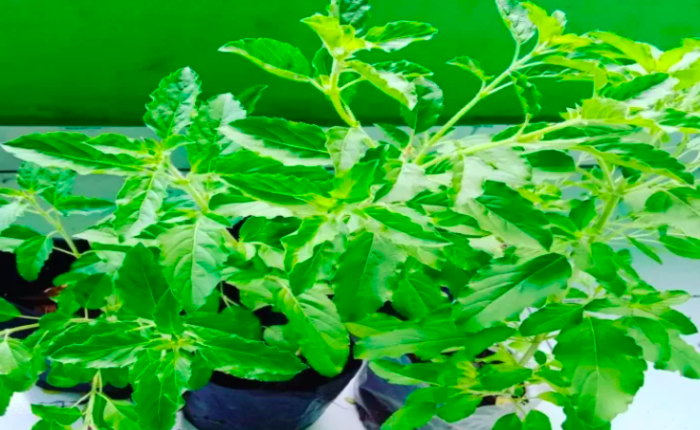 Ruku-Ruku Bumbu Dapur Rahasia Lezatnya Masakan Khas Minang