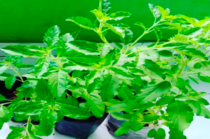 Ruku-Ruku Bumbu Dapur Rahasia Lezatnya Masakan Khas Minang