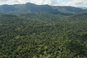 Kisah Perantau Minang Berkuasa di Pedalaman Hutan Kalimantan Hingga Dirikan Kerajaan