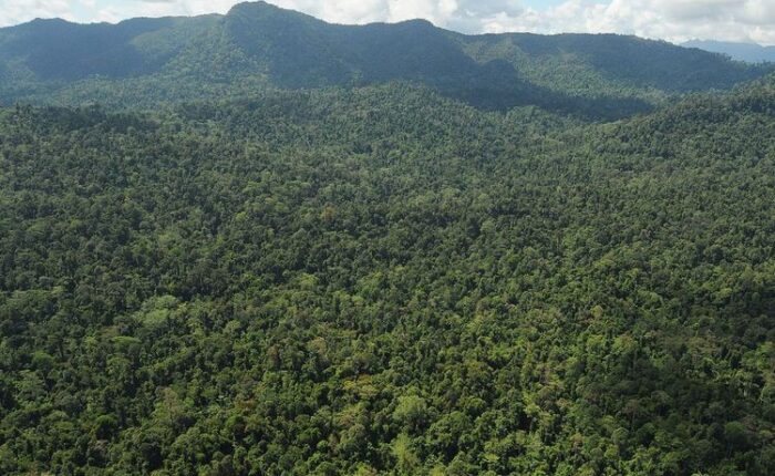 Kisah Perantau Minang Berkuasa di Pedalaman Hutan Kalimantan Hingga Dirikan Kerajaan